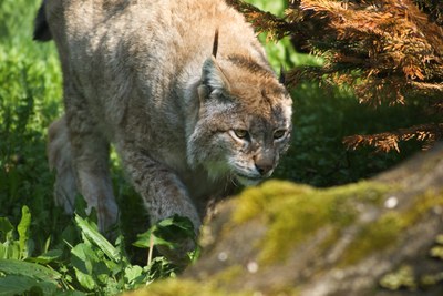 Der Luchs (Lynx lynx)