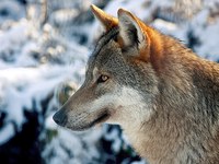 Der Wolf (Canis lupus)