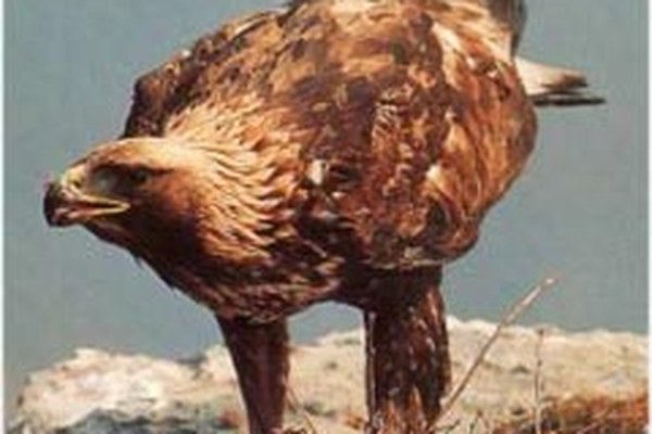 Projects to protect bearded vultures and golden eagles show positive results