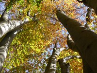Extremes of climate affect spread of tree species
