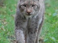 Alpine barriers and the way they affect species