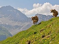 Fewer Alpine pastures