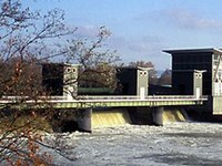 Salmon coming to the Rhine