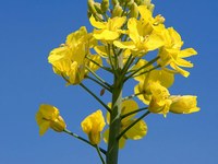 Genetic engineering: sinister passengers in the Alps