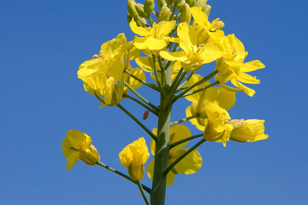 Genetic engineering: sinister passengers in the Alps