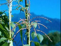 "Gene Save": Cross-border preservation of gene resources