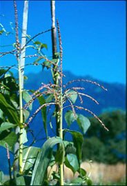 "Gene Save": Cross-border preservation of gene resources