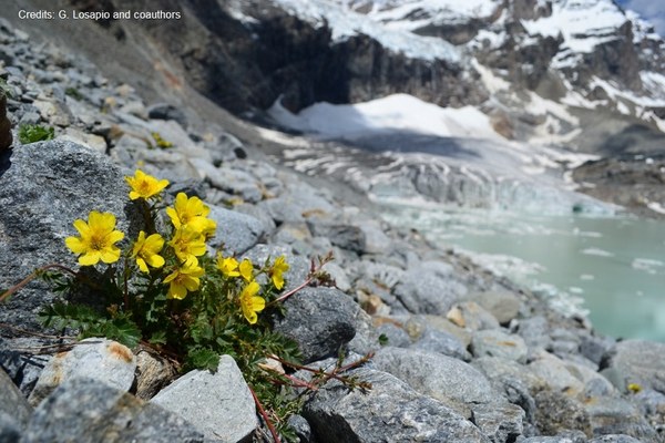 Alpine plants: persistent and endangered
