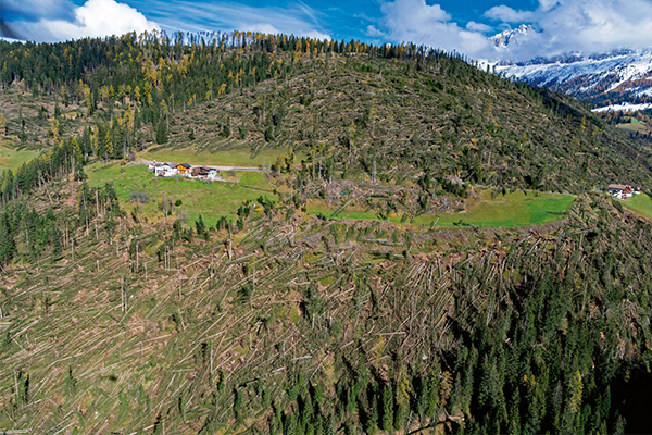 Ecosystems out of balance