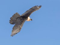 Good prospects for bearded vultures