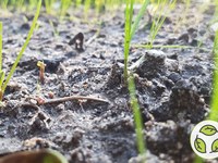 Saving land, saving soil