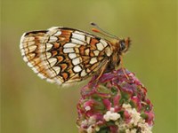 European Red List of Butterflies