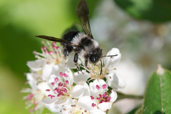 Journée mondiale des abeilles le 20 mai : les abeilles sauvages sont les grandes oubliées