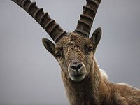 Non aux passages en force contre la biodiversité. Bouquetins du Bargy : la fin du dialogue environnemental ?