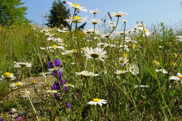 Renforcer la biodiversité dans les Alpes