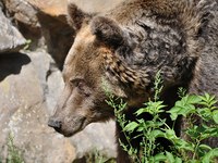 L'Ours (Ursus arctos)