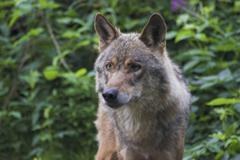 La population suisse est favorable au retour naturel du loup