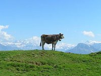 Comment favoriser la biodiversité dans l'Arc alpin ?