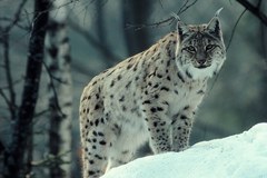 Retour à pattes de velours