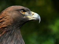Taux de nidification modeste pour les aigles royaux