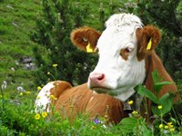 Vaccination facultative contre la maladie de la langue bleue
