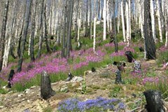 Vivre avec les incendies de forêt