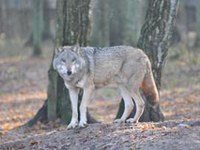 Grands mammifères et rapaces font leur retour dans les Alpes