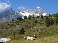 Nouvelle loi fédérale sur la forêt