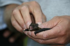 Un hôte de marque dans les châtaigneraies : Réseau de communes « Alliance dans les Alpes »
