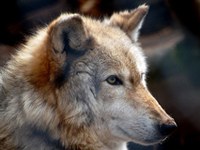 Suisse : autorisation du tir du loup et retrait de la Convention de Berne ?