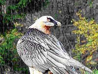 Première naissance de gypaète barbu en Italie