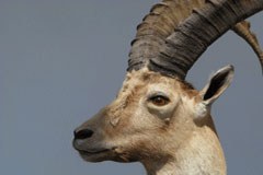 Les bouquetins ne seront pas chassés