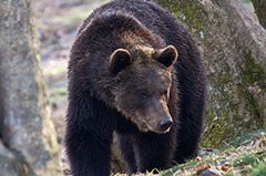 La population d'ours augmente dans les Alpes