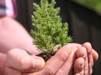 Qui a peur de la forêt ?
