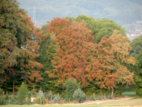 Dégâts aux forêts dus à la sécheresse : danger de bostryches