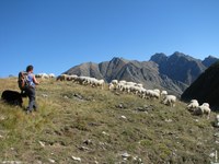 Pastoralisme et vie dans les Alpes