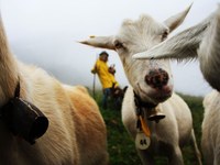 Comment protéger les animaux de ferme et les loups ?