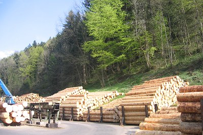 Exploiter la forêt de façon plus soutenable