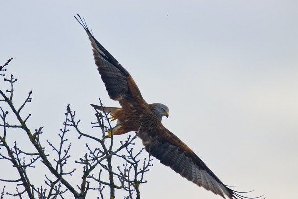 Faune sauvage, changement climatique et plomb de chasse