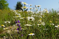 L’UE protège-t-elle efficacement la nature ?