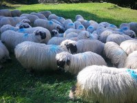 La Suisse rejette la loi sur la chasse