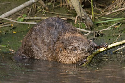Les Alpes, pays natal du loup, du lynx et du castor