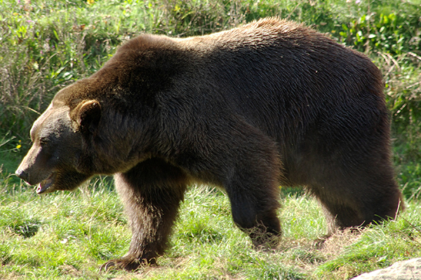 Ours : à nous de prendre nos responsabilités