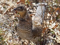 Place au tétras-lyre