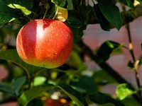 Pollinisation des fleurs de pommiers : qui fait le travail ?