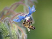 Pourra-t-on sauver les abeilles ?