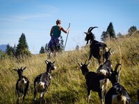 Dialogue autour des loups - Renforcer les réseaux pastoraux dans les Alpes