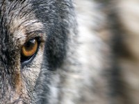 Transfert de connaissances sur la co-adaptation de l'Homme et du loup dans la région Alpine