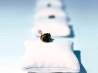 Alpenscène n° 106 - « Petite abeille, grands effets »