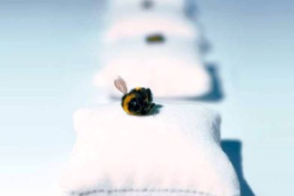 Alpenscène n° 106 - « Petite abeille, grands effets »